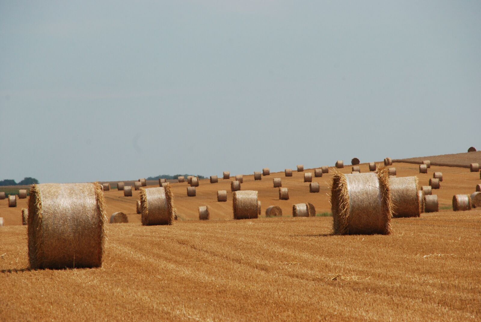 Nikon D80 sample photo. Agriculture, agricultural, role photography