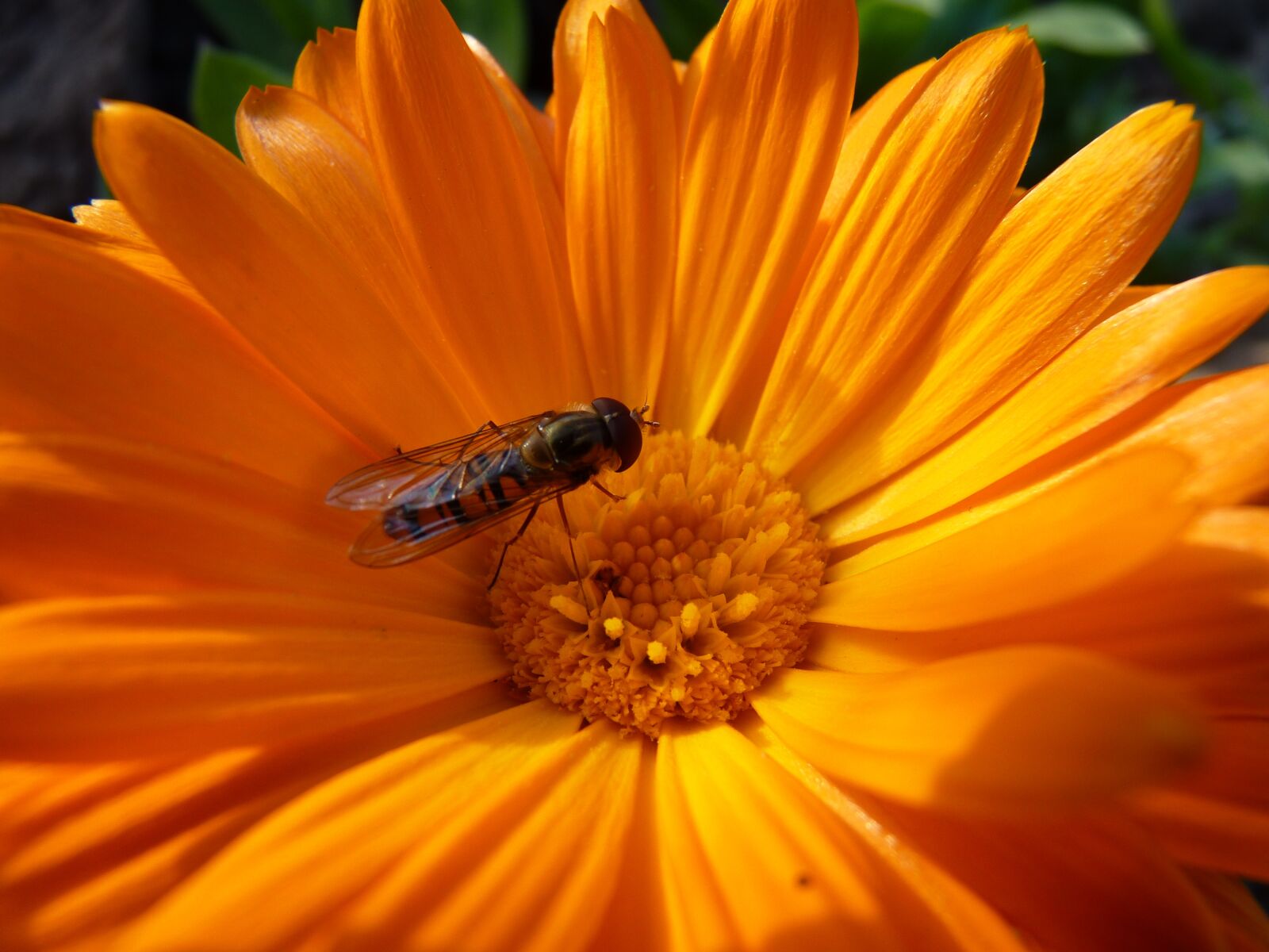 Panasonic Lumix DMC-FZ35 (Lumix DMC-FZ38) sample photo. Flower, hoverfly, blossom photography