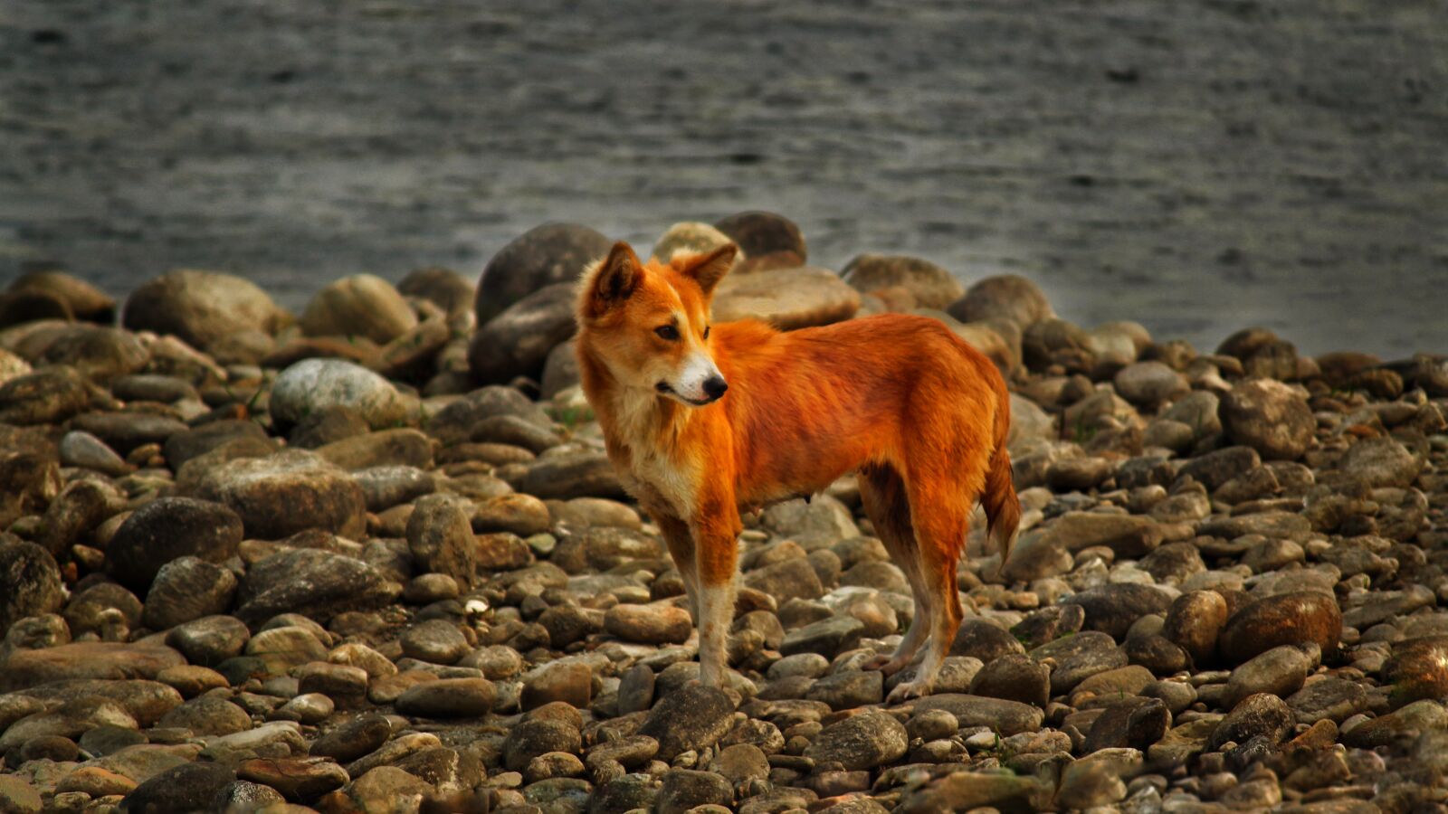 Canon EF-S 55-250mm F4-5.6 IS II sample photo. Dog, wild, river photography