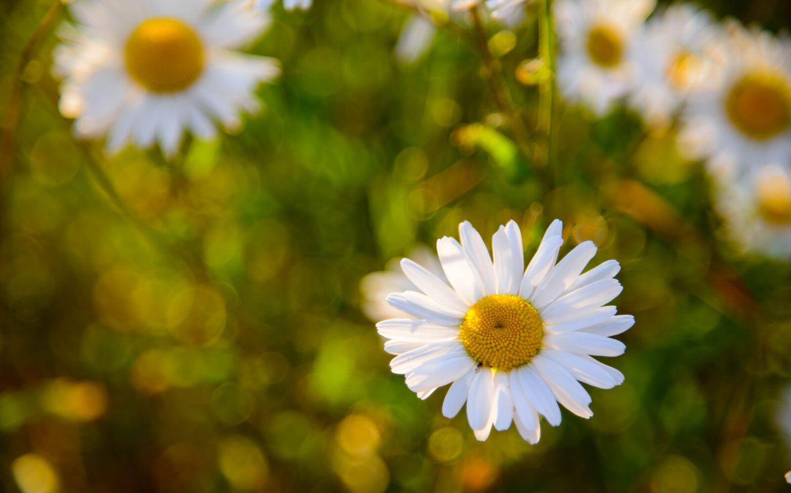 Nikon D800 sample photo. Macro, nature, flower photography