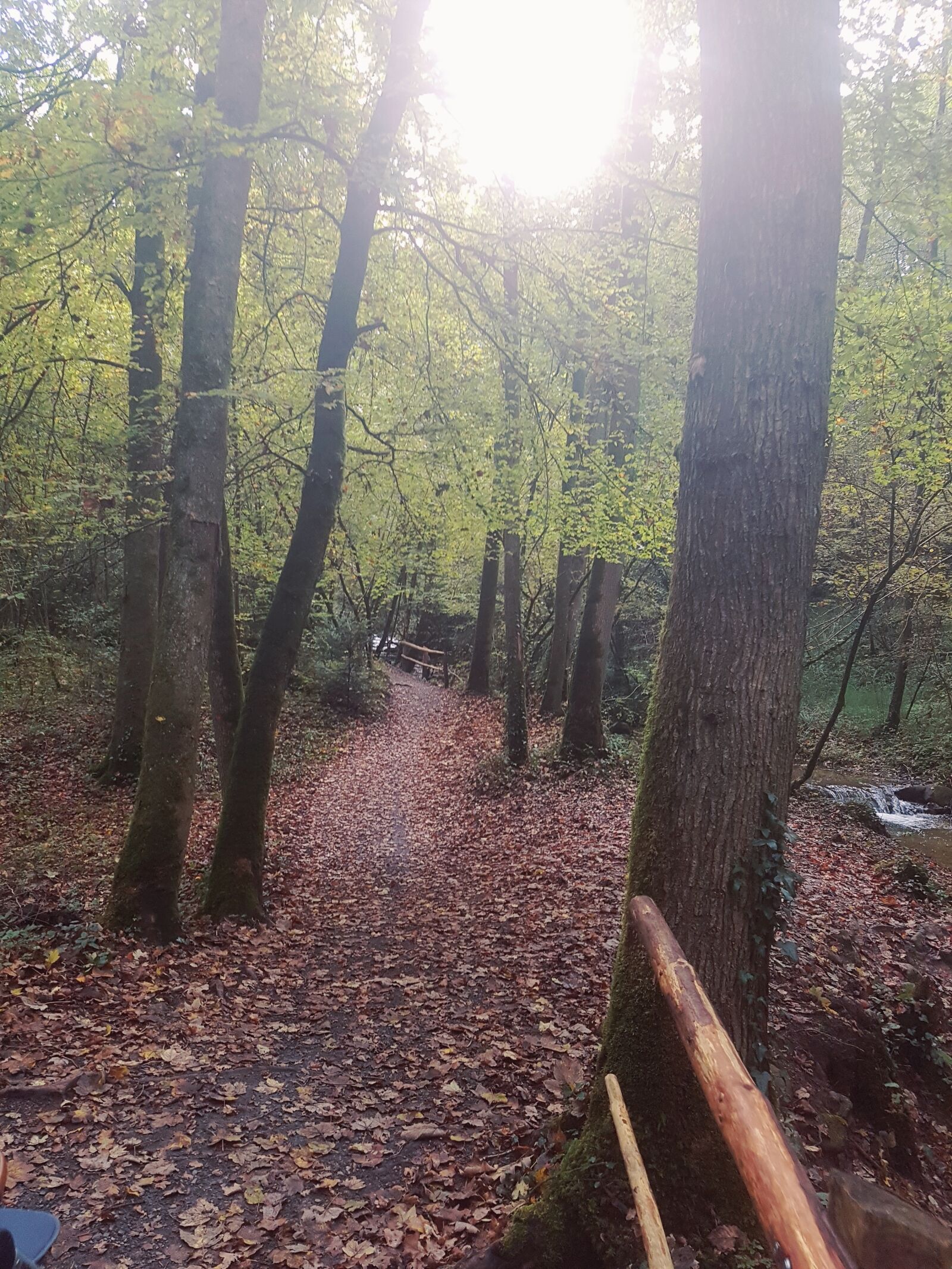 Samsung Galaxy S7 Edge sample photo. Forest, tree, way photography