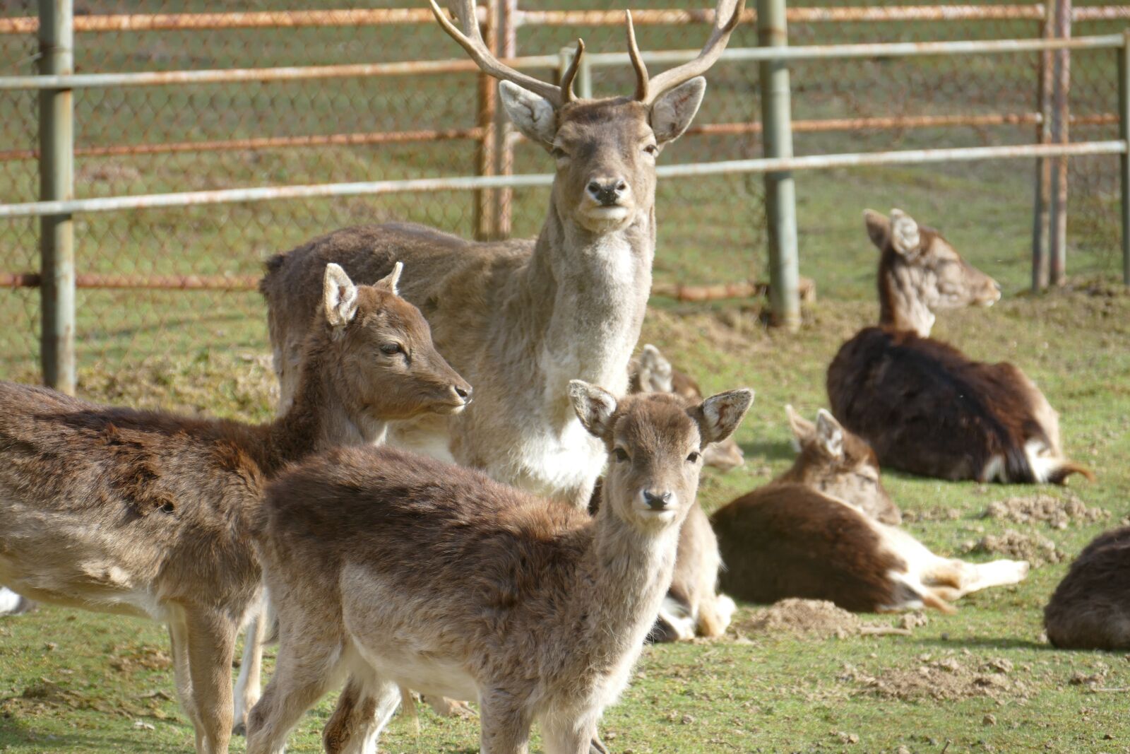 Panasonic Lumix DMC-FZ1000 sample photo. Nature, animals, wild photography