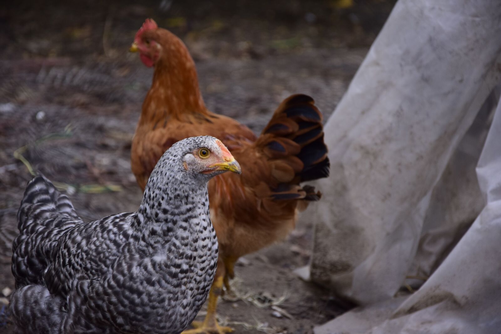 Nikon D5300 sample photo. Hen, brown, motley photography