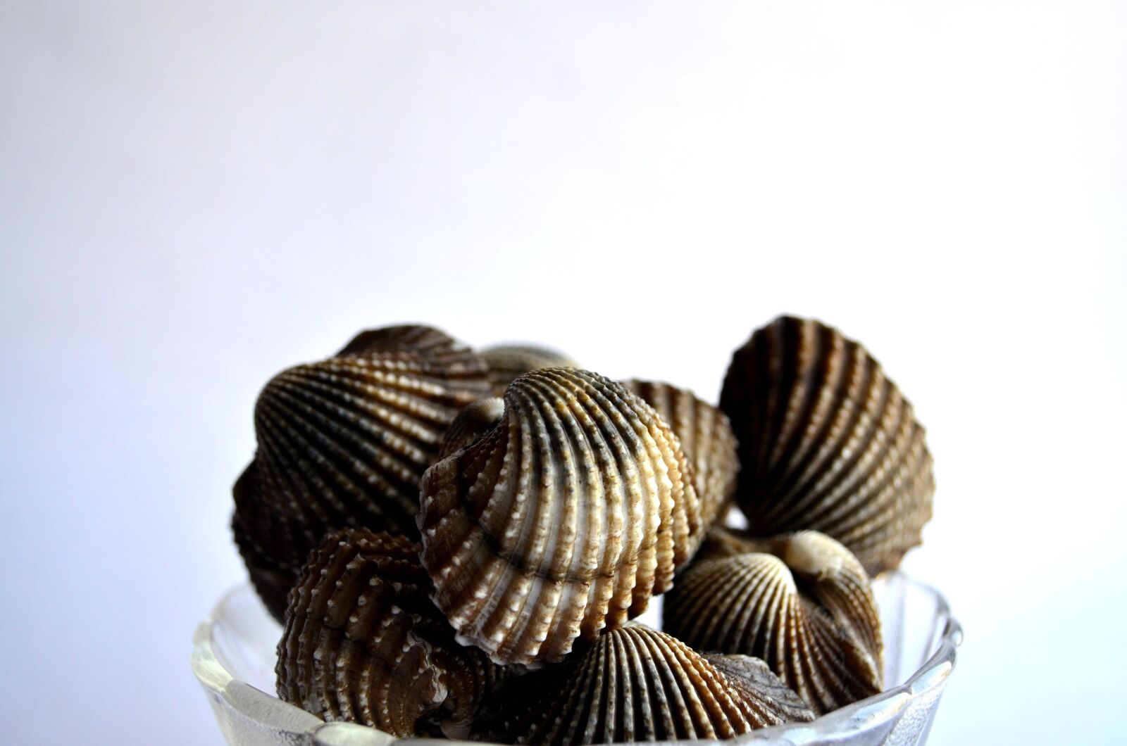 Nikon D5100 sample photo. Seashell, glass, bowl, mollusk photography