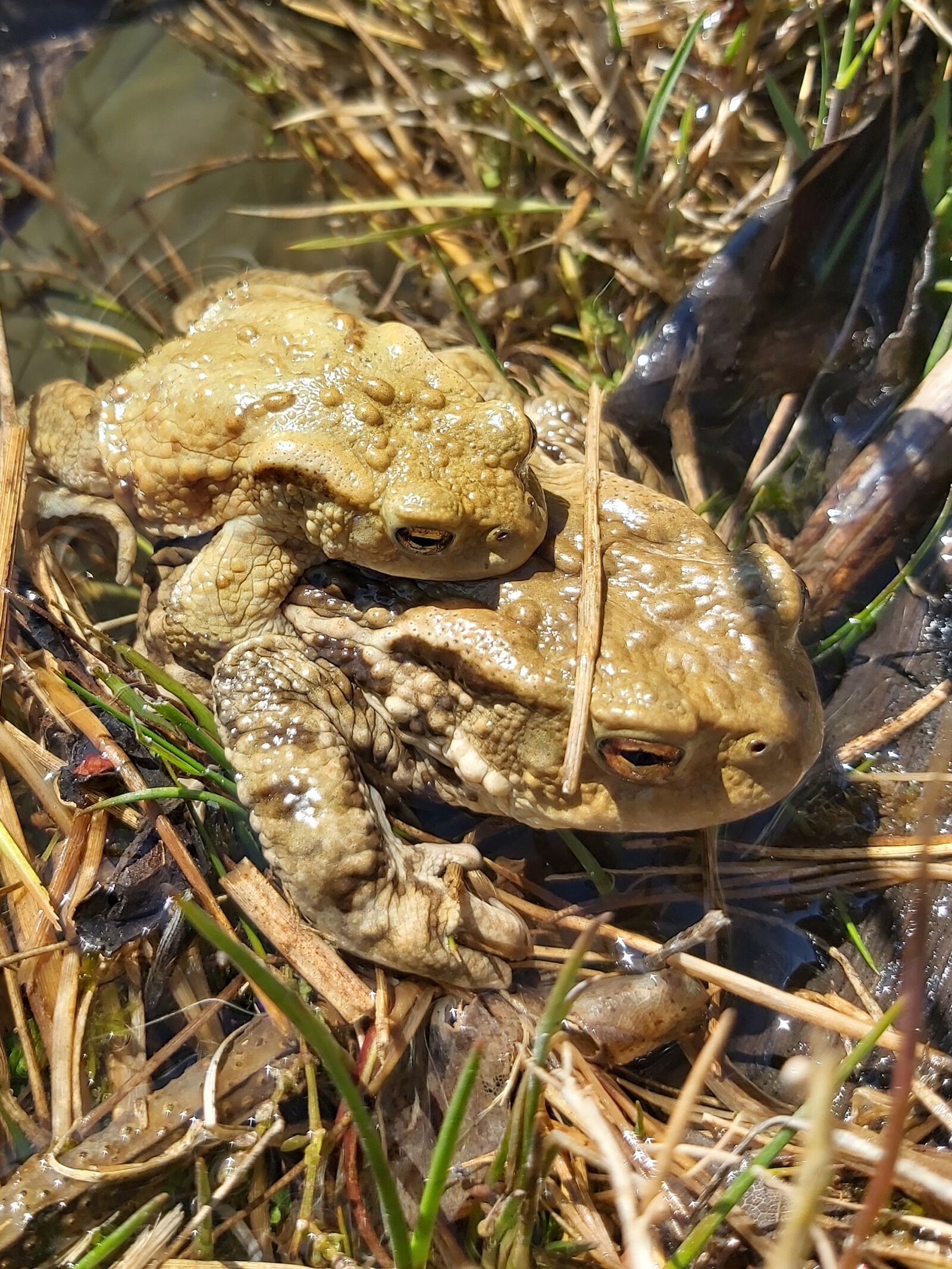 Samsung Galaxy A70 sample photo. Animal world, toads, bufonidae photography