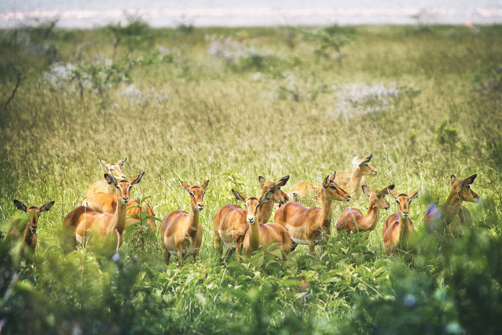 Nikon D3S sample photo. Animal, antelope, impala photography