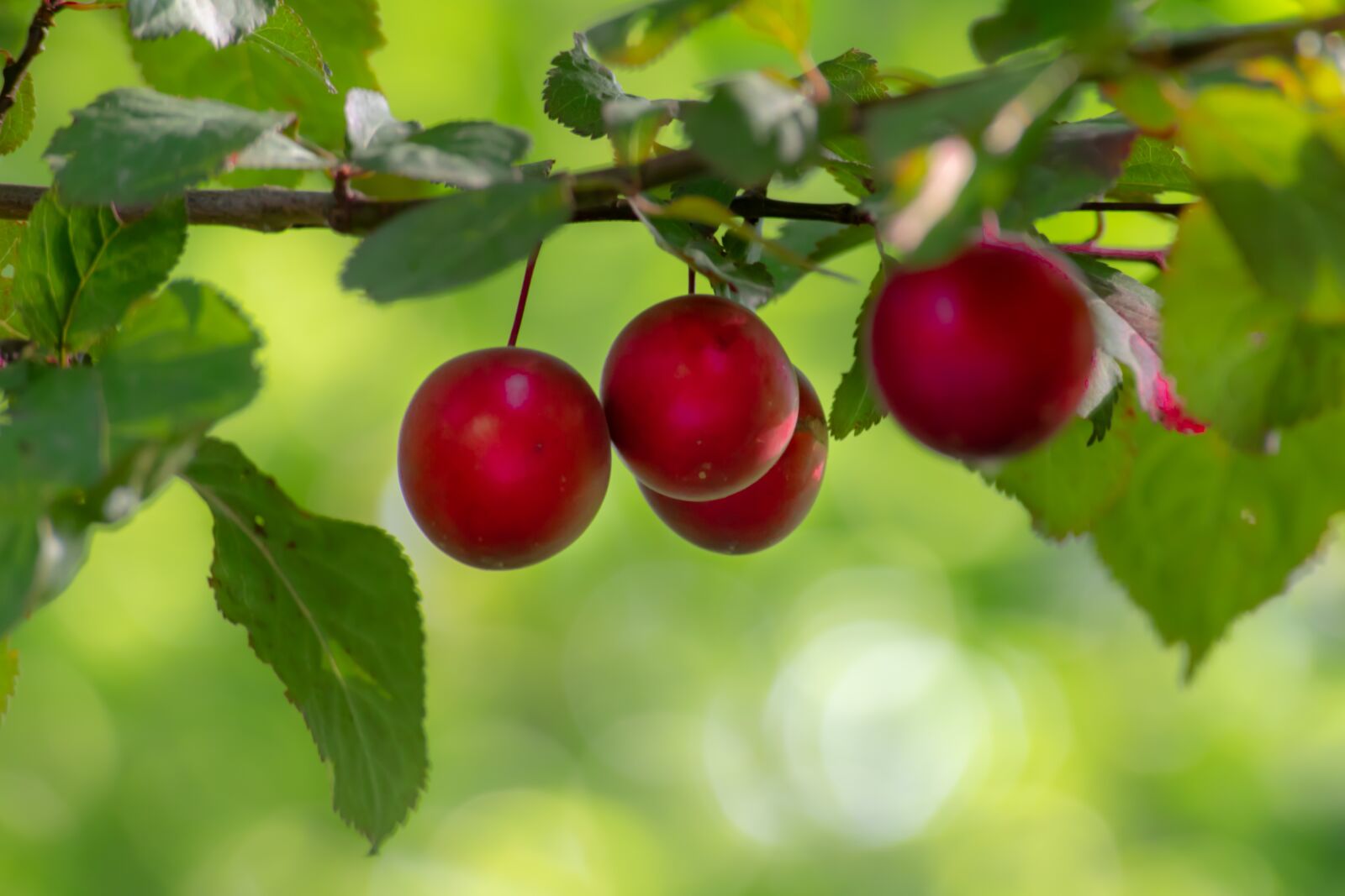 Nikon D3300 sample photo. Fruit, tree, plum photography