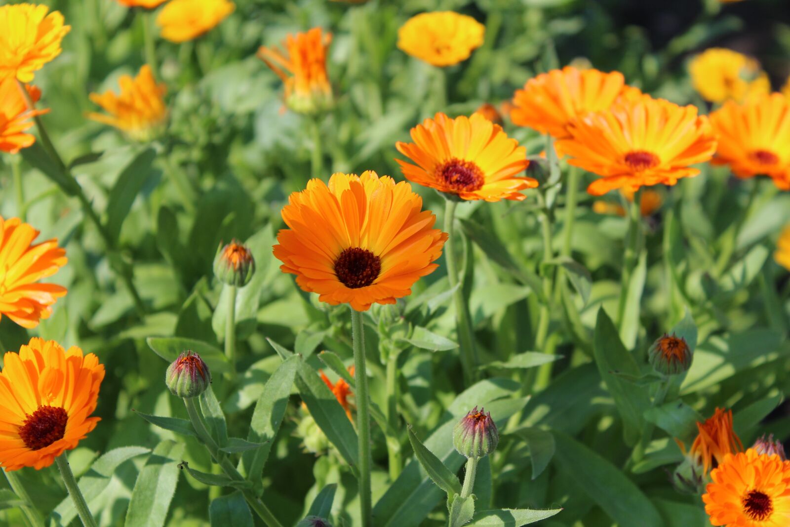 Canon EOS 1200D (EOS Rebel T5 / EOS Kiss X70 / EOS Hi) sample photo. Flowers, flora, spring photography