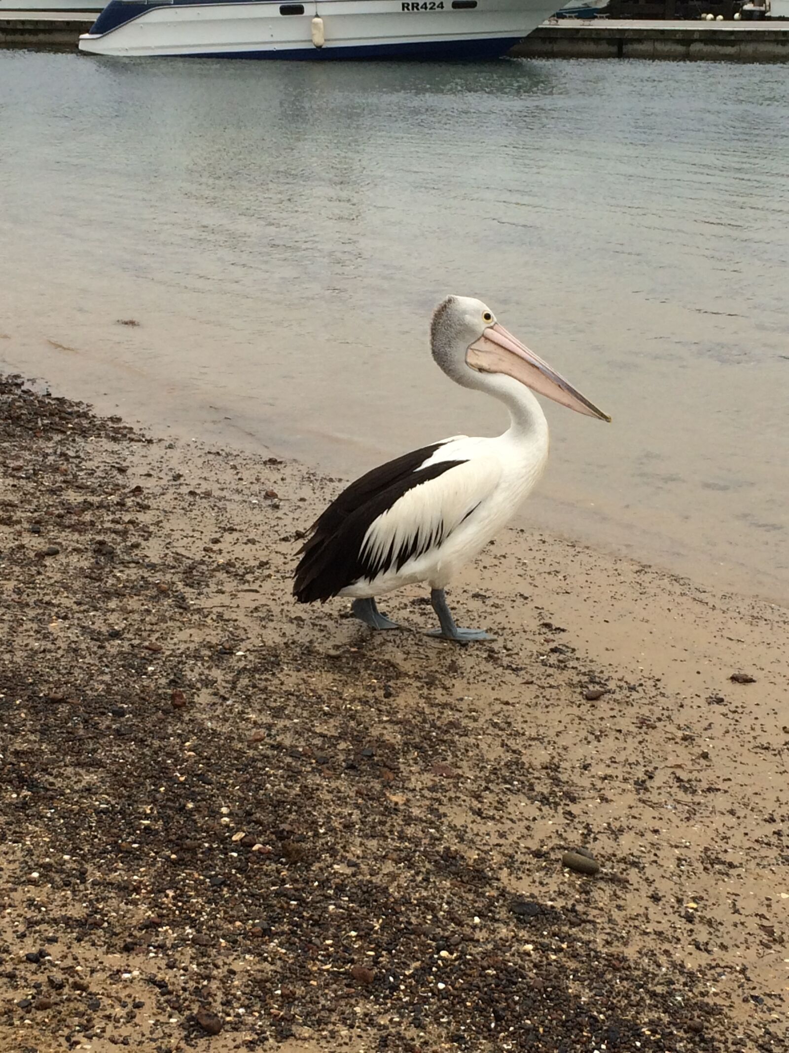 iPhone 5s back camera 4.15mm f/2.2 sample photo. Australia, nature, melbourne photography