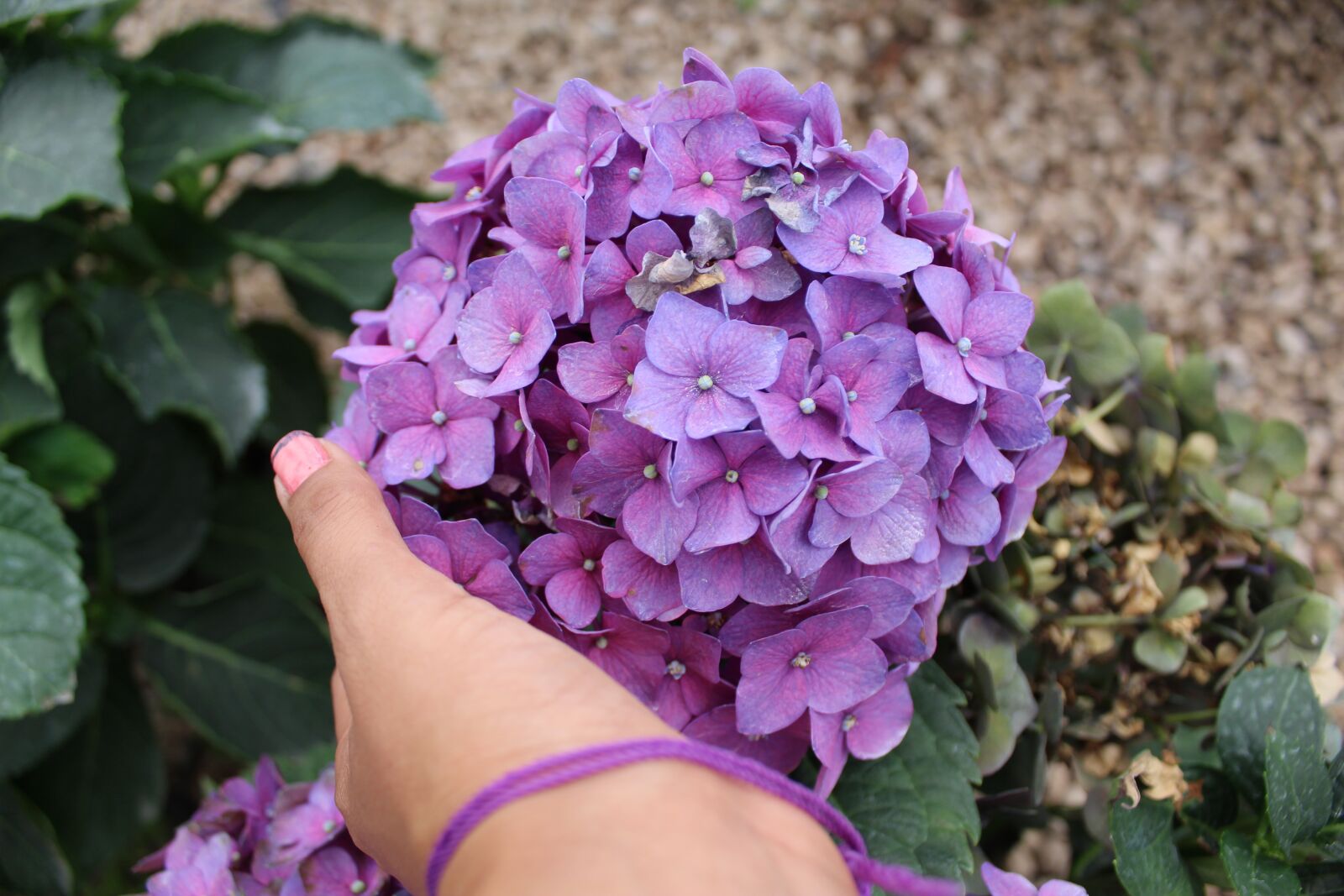 Canon EOS 1300D (EOS Rebel T6 / EOS Kiss X80) sample photo. Hydrangea macrophylla, flower of photography