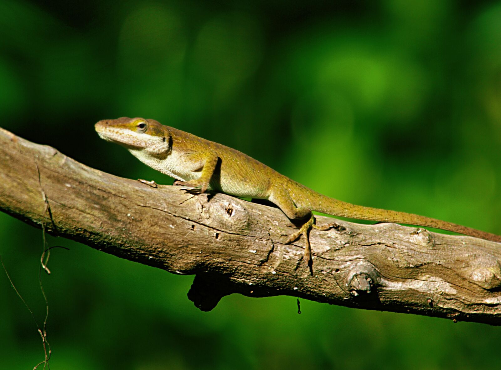 Olympus E-3 sample photo. Lizard, animal, reptile photography