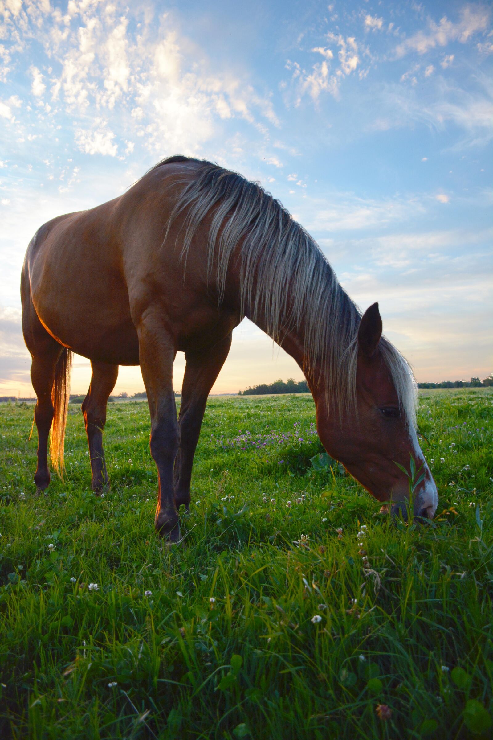 Nikon D7100 sample photo. Horse grazing, horse, pasture photography