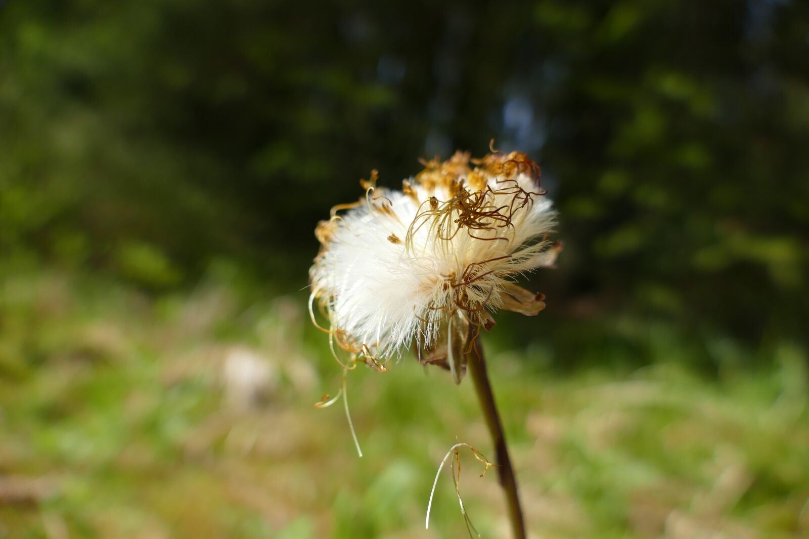 Panasonic Lumix DMC-FZ1000 sample photo. Tussilago farfara, wild flower photography