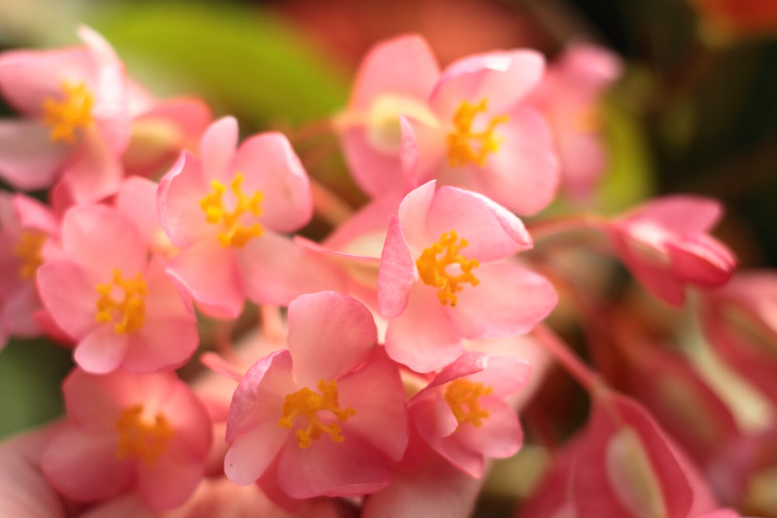 YN50mm f/1.8 II sample photo. Flowers, flower, petal photography