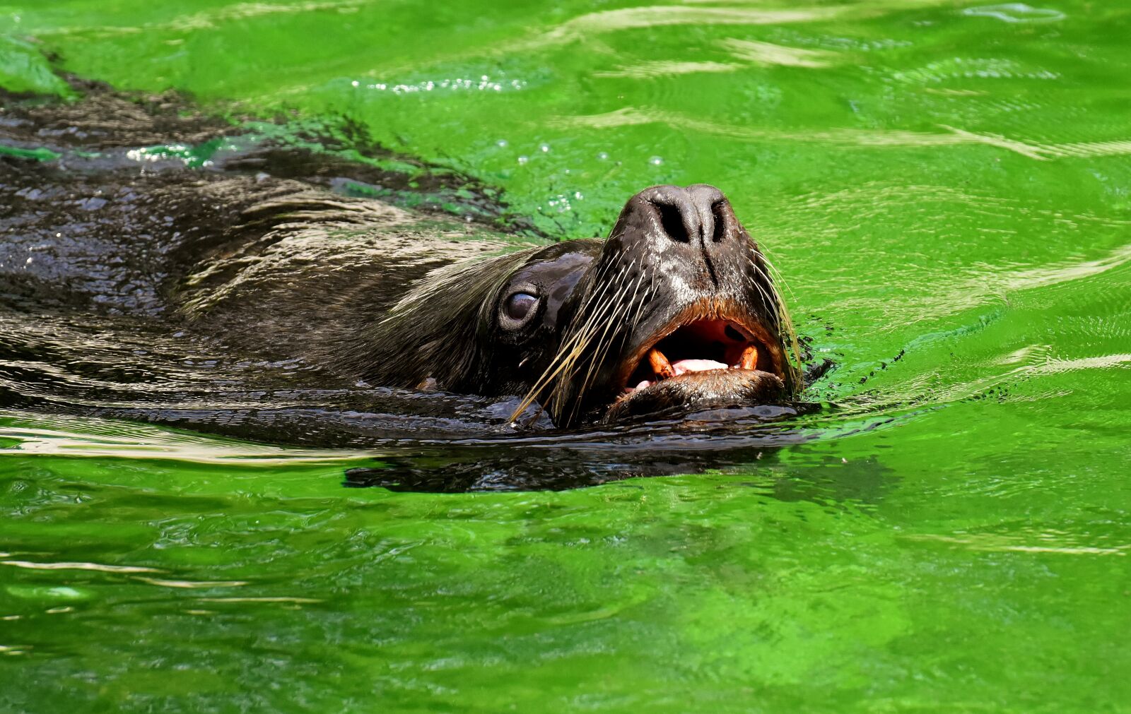 Nikon D7200 sample photo. Seal, sea lion, water photography