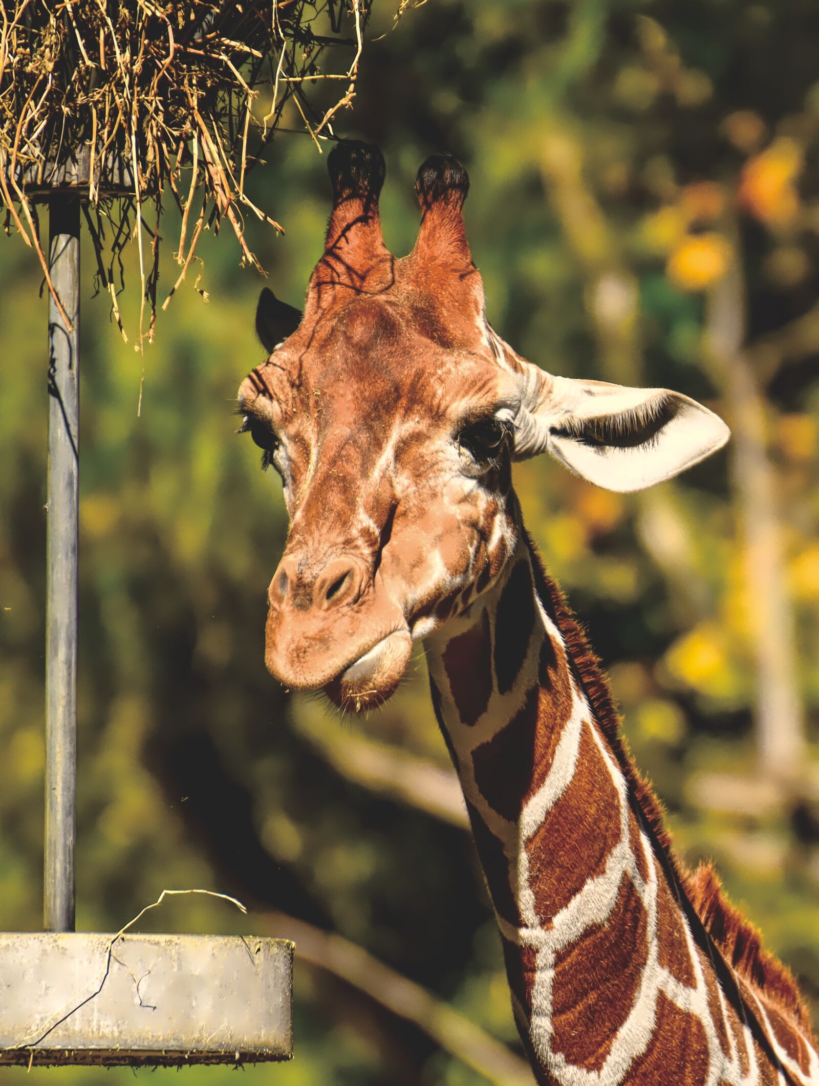 Nikon D7200 sample photo. Giraffe, wild animal, zoo photography