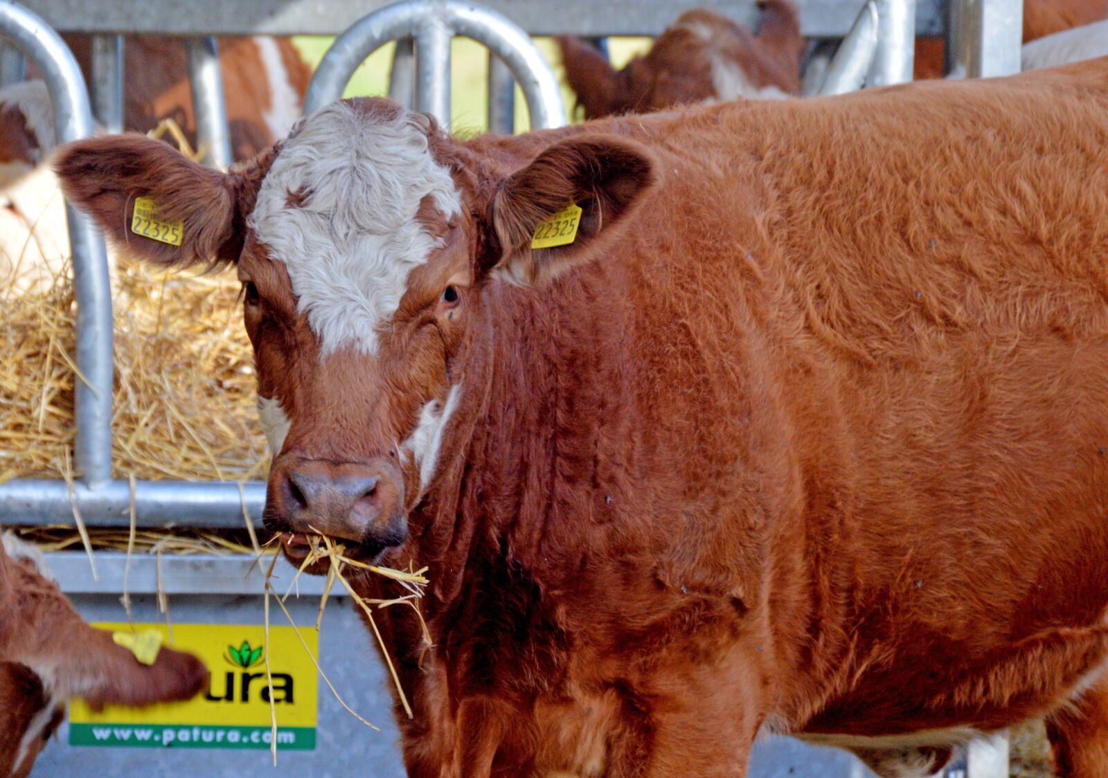 Nikon D3200 sample photo. Bovine, cow, cattle photography