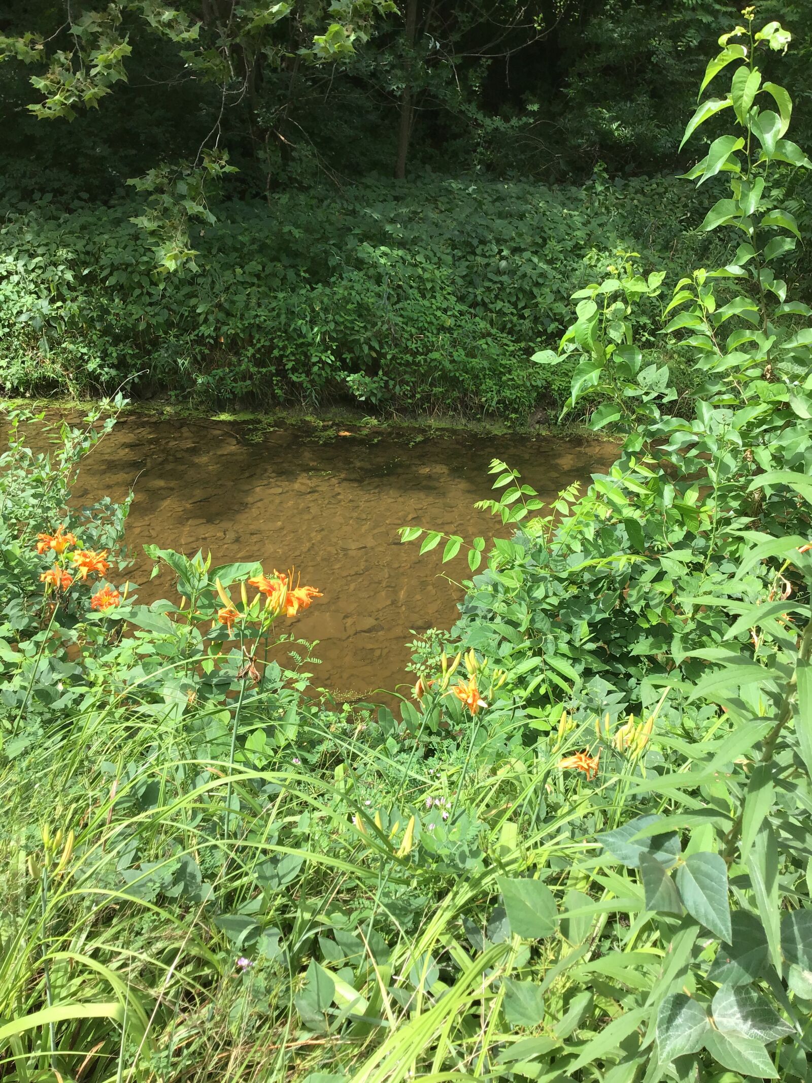 Apple iPad (6th generation) sample photo. Stream, overgrowth, flowers photography