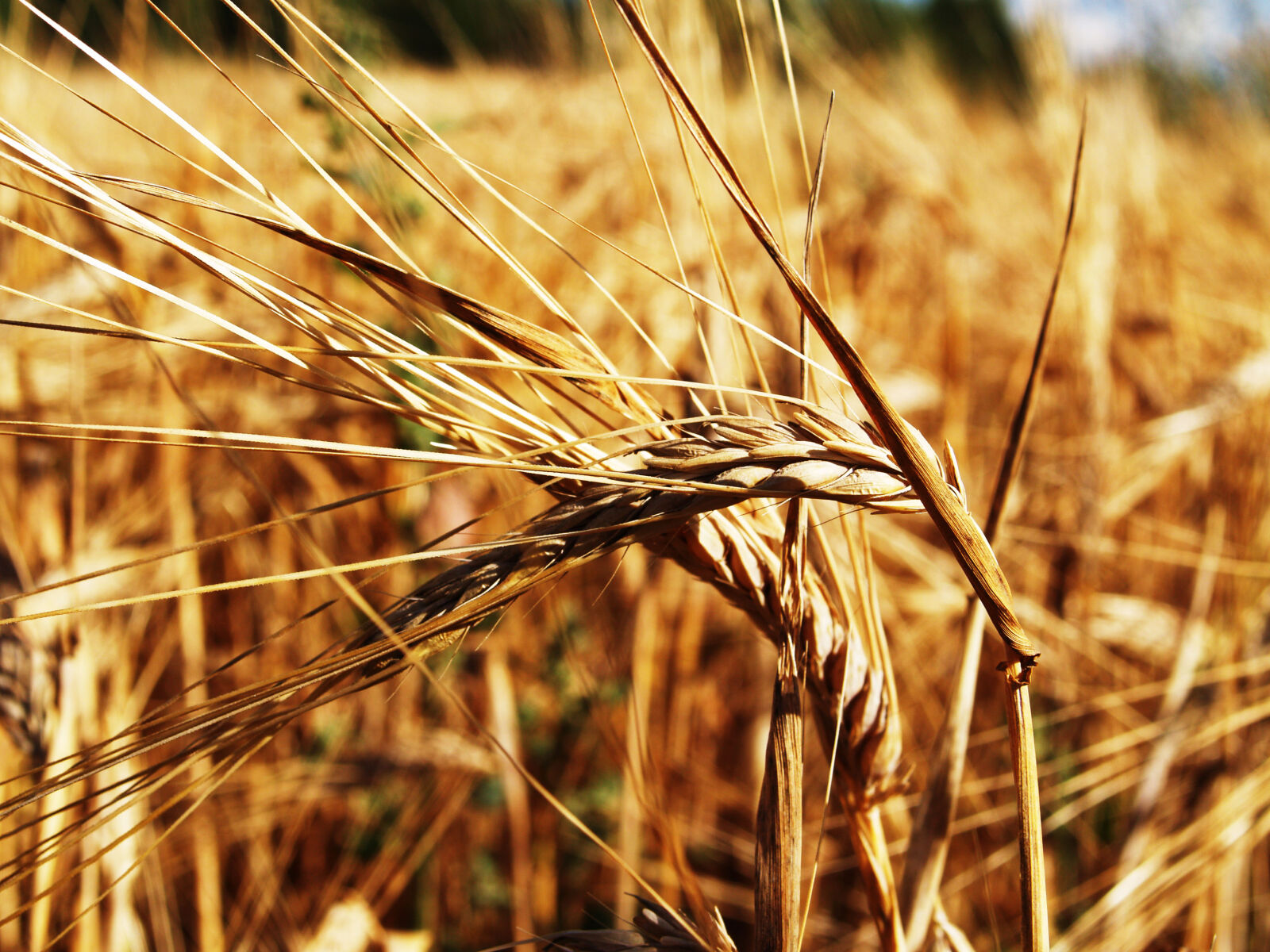 Olympus E-500 (EVOLT E-500) sample photo. Agriculture, barley, close, up photography