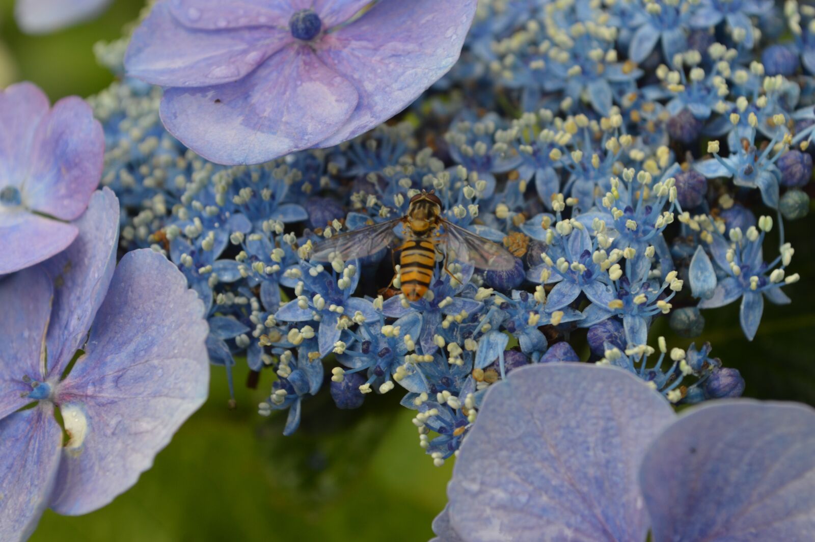 Nikon D3200 sample photo. Close, up, of, butterfly photography