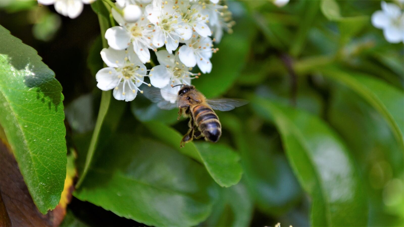 Nikon D5100 sample photo. Bumblebee, flower, nature photography