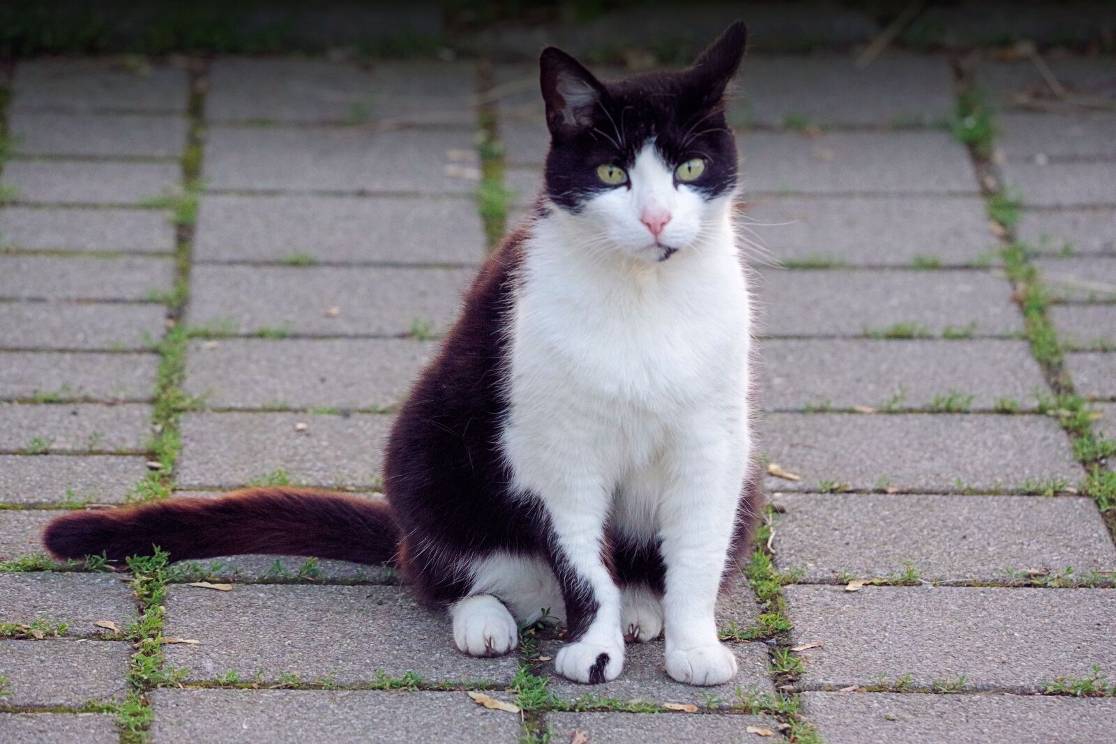 Pentax K-70 sample photo. Cat, pet, domestic cat photography