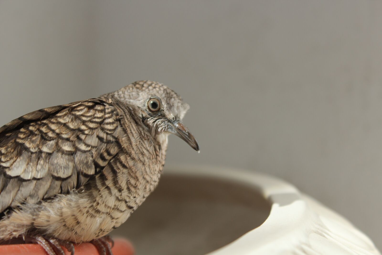 Canon EOS 600D (Rebel EOS T3i / EOS Kiss X5) sample photo. Sparrow, bird, animal photography