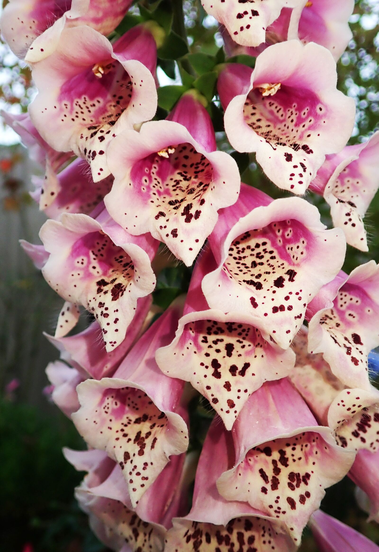 Olympus TG-5 sample photo. Foxglove, flower, digitalis photography