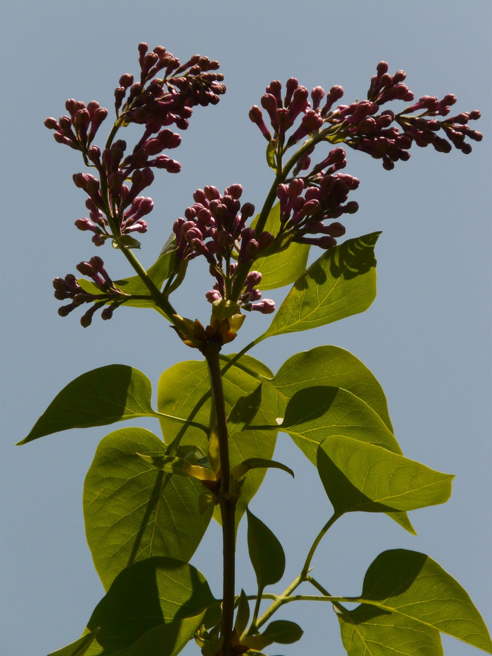 Panasonic DMC-FZ18 sample photo. Lilac, common lilac, ornamental photography