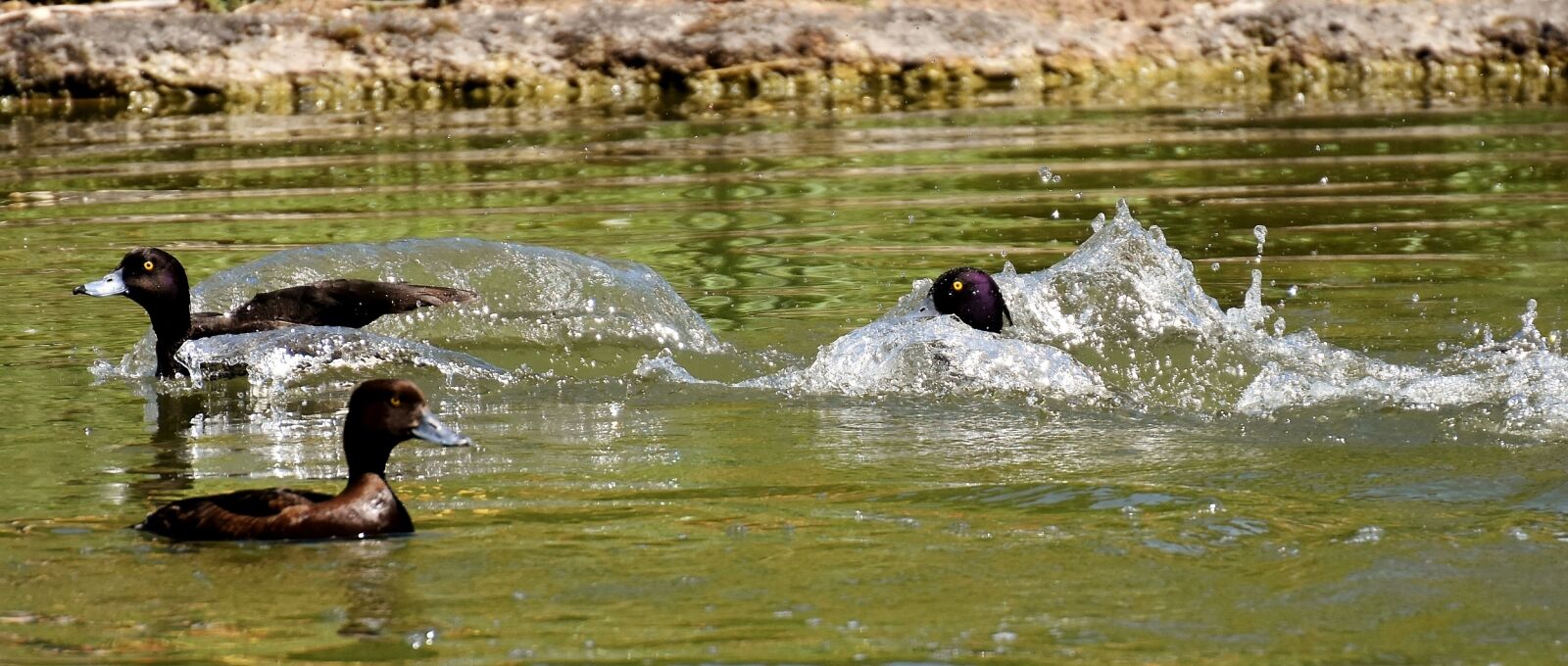 Nikon D7200 sample photo. Tufted duck, ducks, play photography