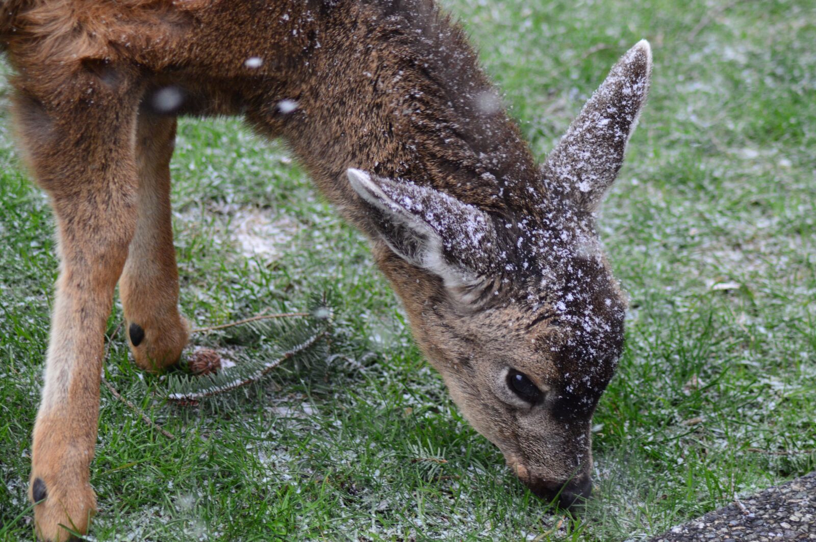 Nikon D3200 sample photo. Deer, fawn, buck photography
