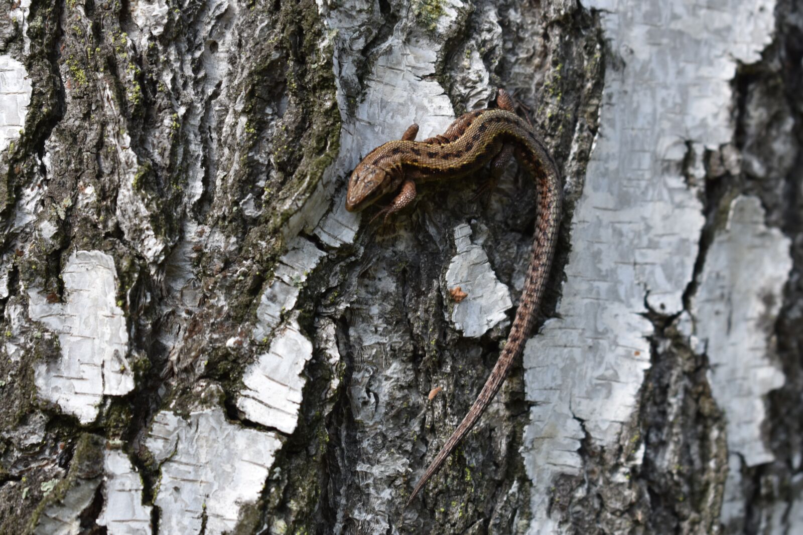 Nikon D3400 sample photo. Lizard, birch, forest photography