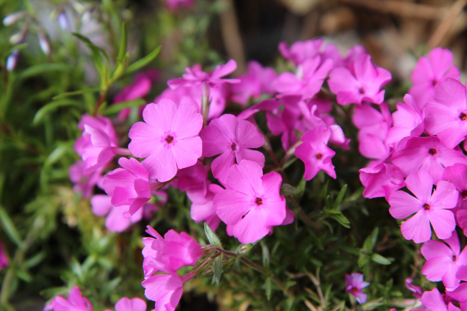 Canon EOS 600D (Rebel EOS T3i / EOS Kiss X5) sample photo. Phlox, phlox pink, phlox photography