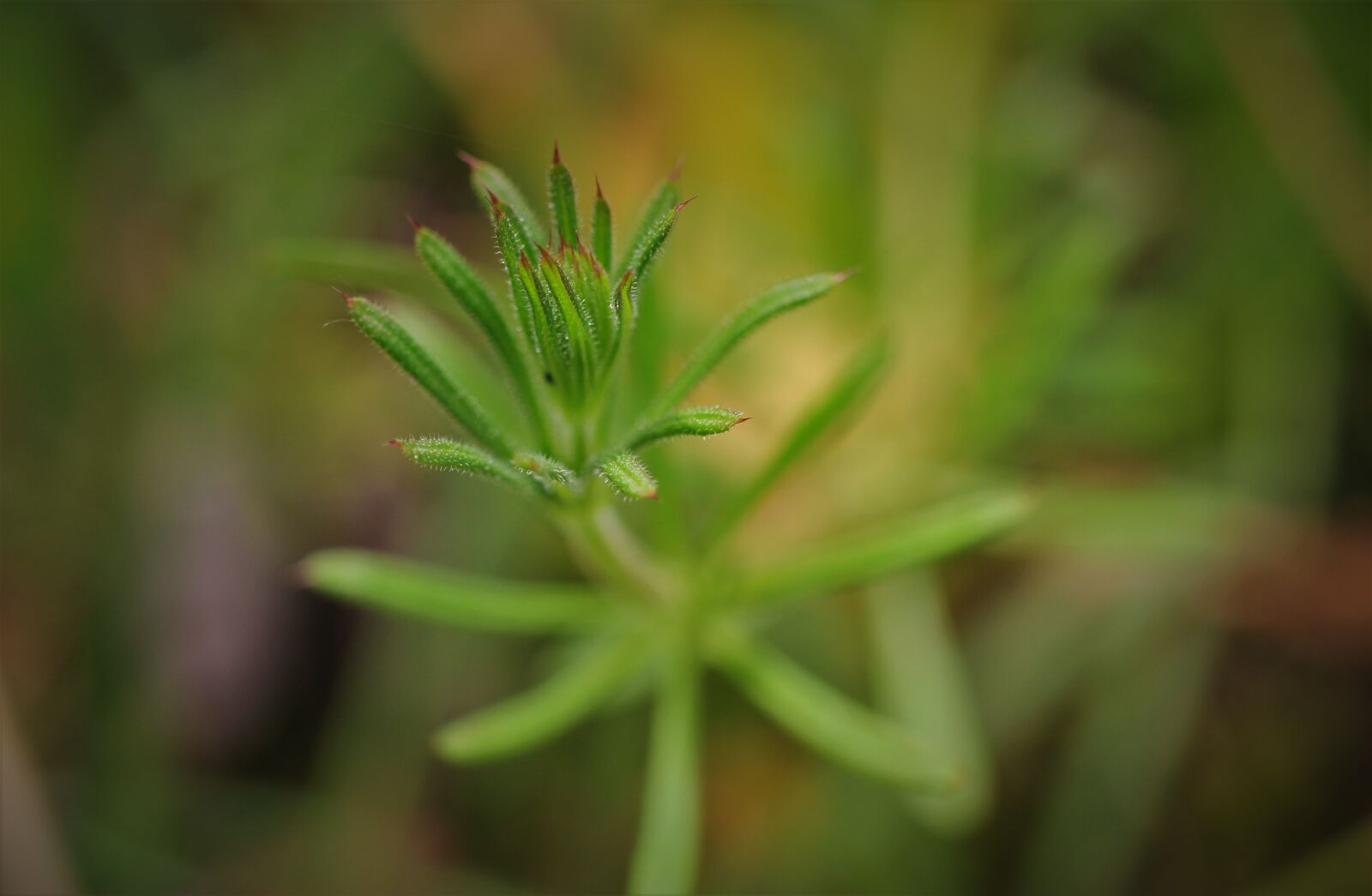Canon EF-S 35mm F2.8 Macro IS STM sample photo. Burdock bedstraw, lab herbs photography