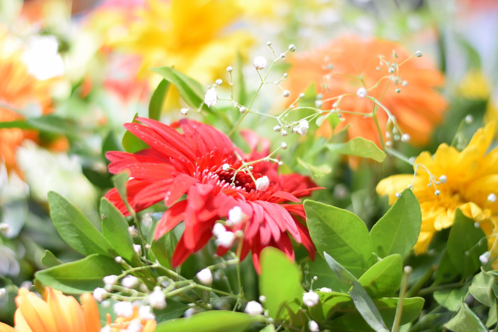 Nikon D5300 sample photo. Flower, nature, red photography