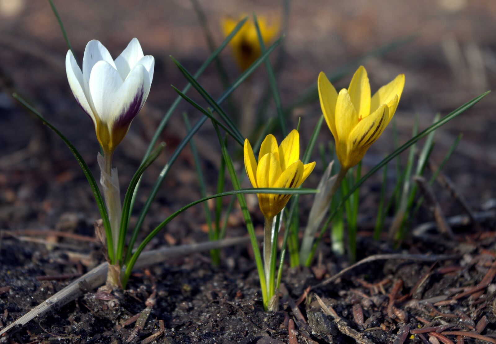 Pentax K-30 sample photo. Early bloomer, crocus, spring photography