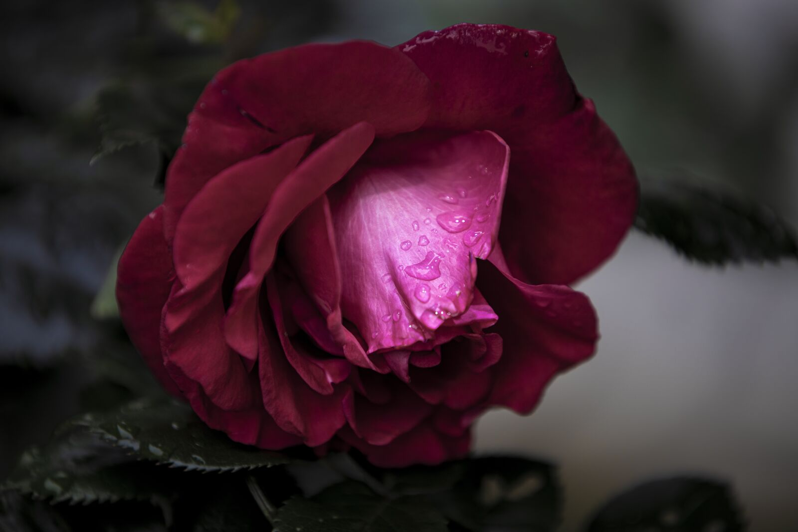 Sigma 70-200mm F2.8 EX DG OS HSM sample photo. Flower, pink, nature photography