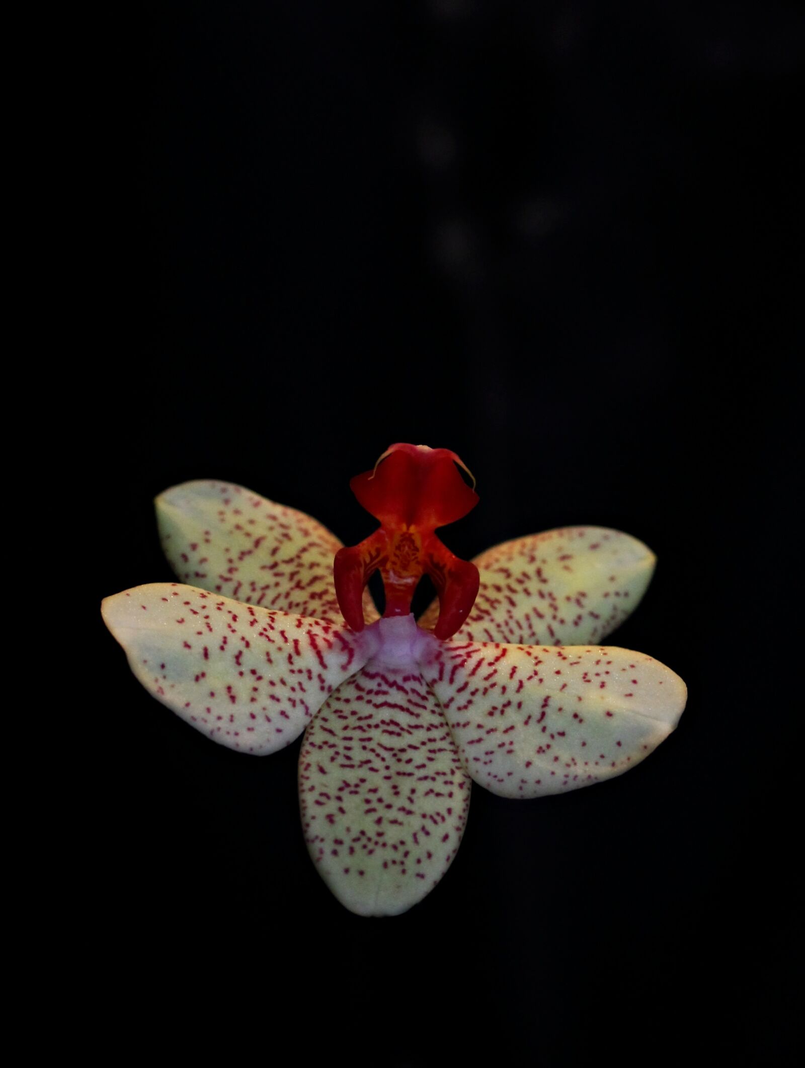 Canon EOS 700D (EOS Rebel T5i / EOS Kiss X7i) sample photo. Orchid, flower, ballerina photography