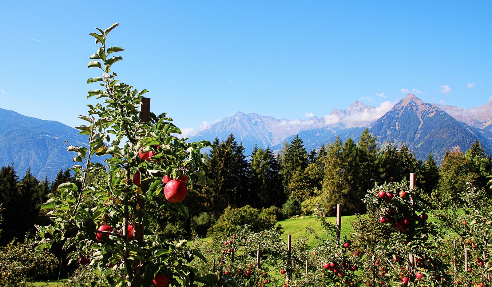 Canon EOS 1300D (EOS Rebel T6 / EOS Kiss X80) sample photo. Apple, mountains, south tyrol photography
