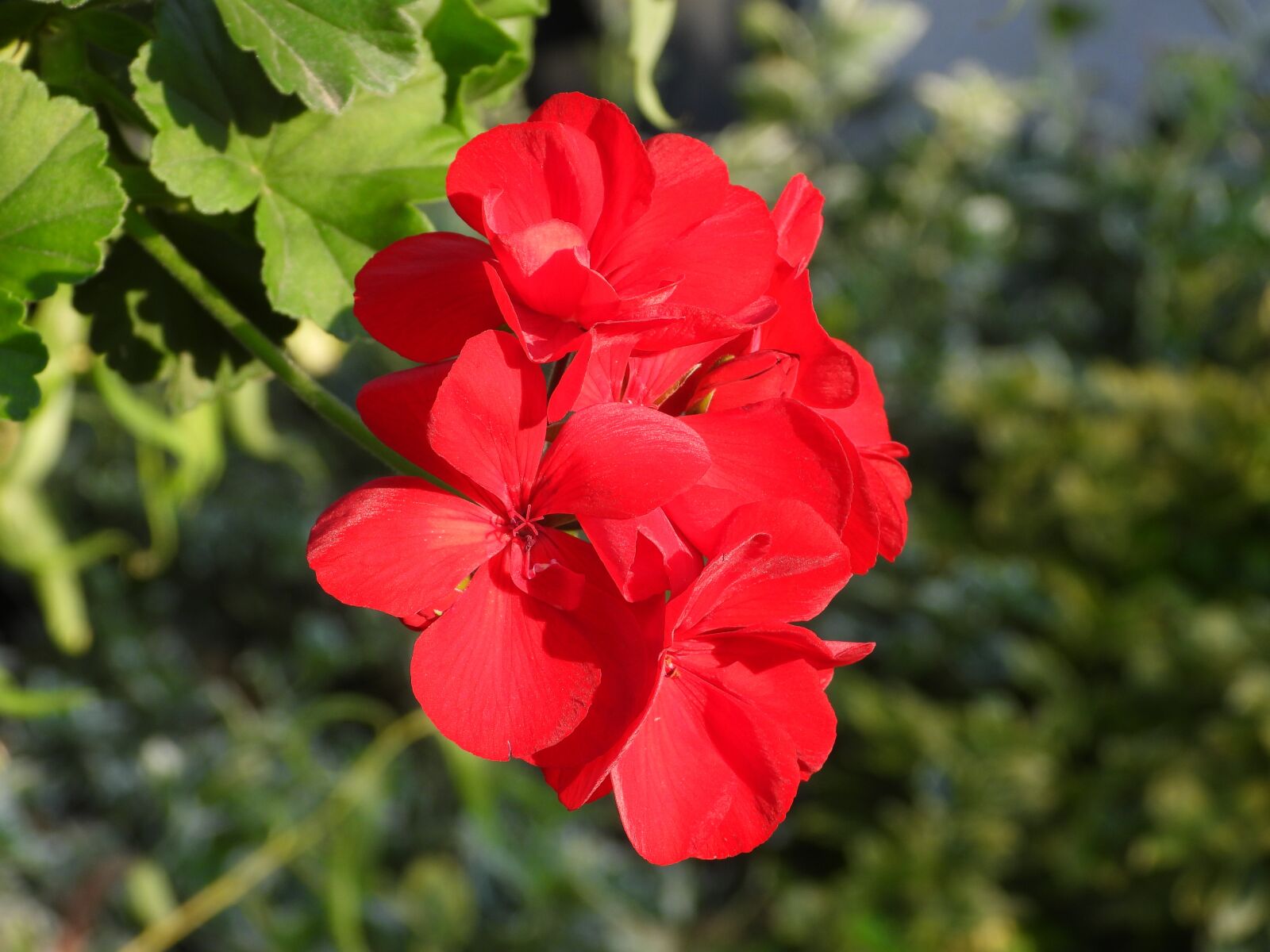 Nikon Coolpix P1000 sample photo. Geranium, flower, red photography