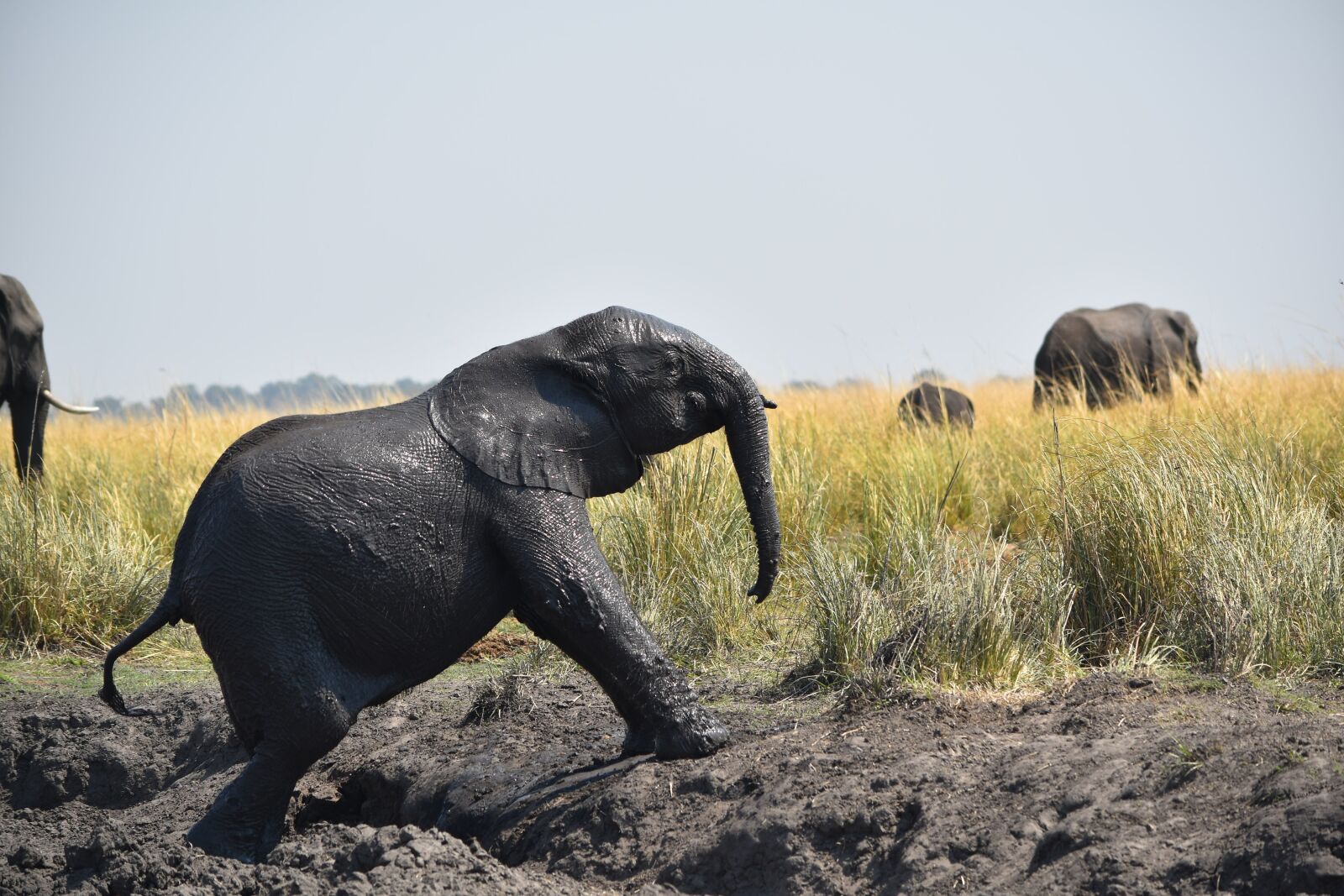 Nikon D5500 sample photo. Botswana, elephant, baby photography