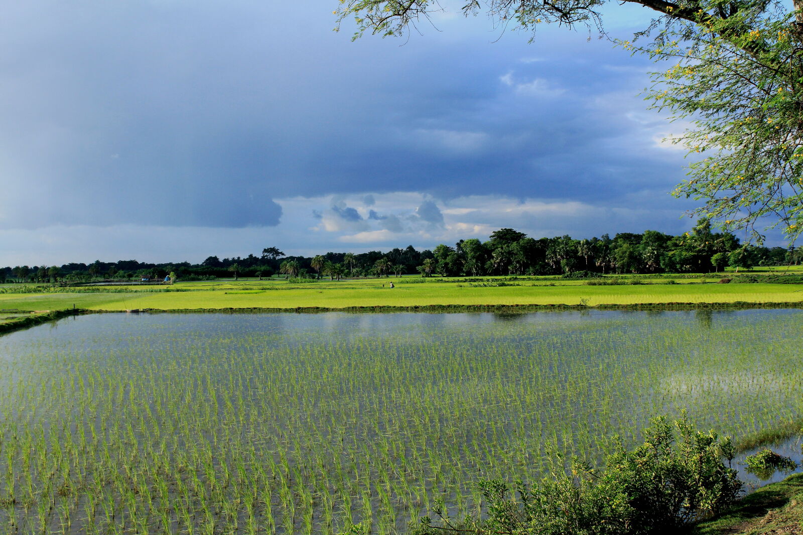 Canon EOS 500D (EOS Rebel T1i / EOS Kiss X3) sample photo. Bangladesh, canal, fisherman, nature photography