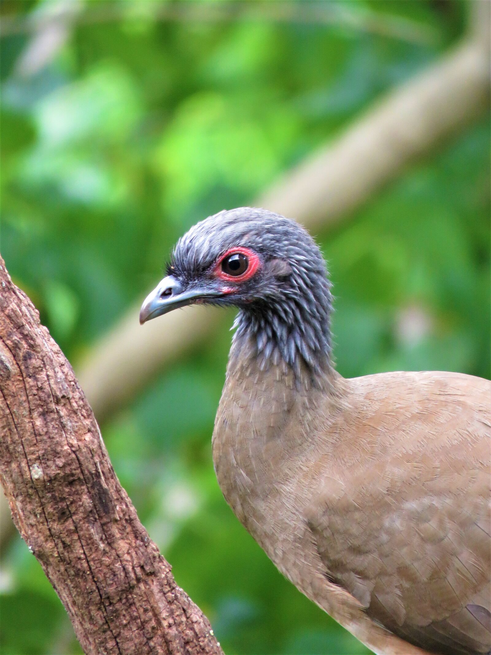 Canon PowerShot SX60 HS sample photo. Chachalaca, bird, mexico photography