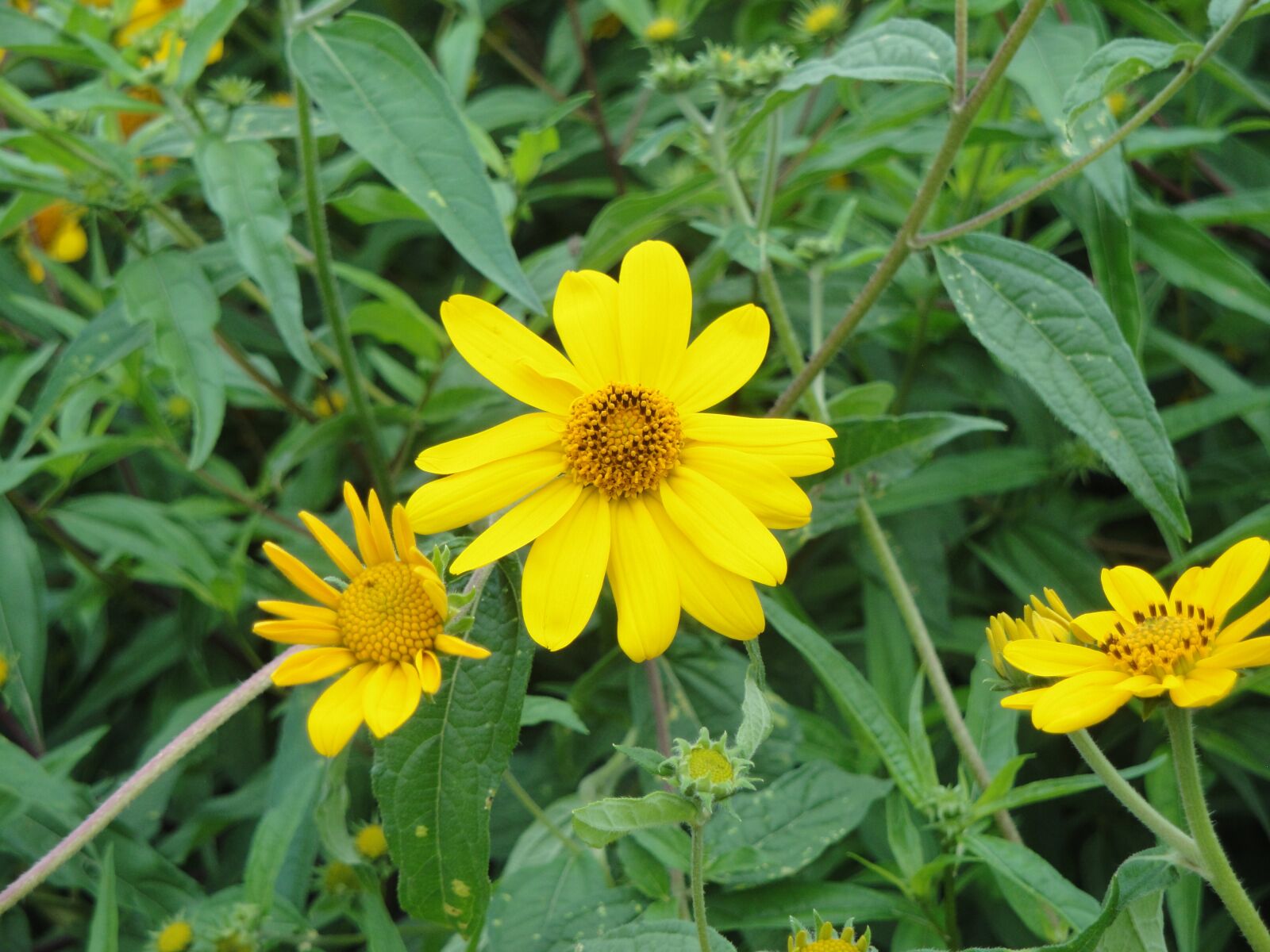 Sony Cyber-shot DSC-W290 sample photo. Nature, summer, plant photography