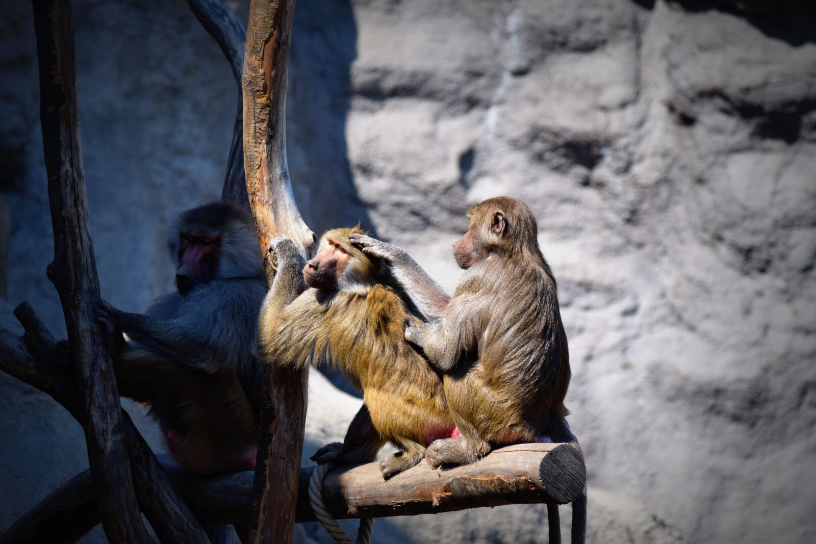 Nikon D3300 sample photo. Monkey, apes, zoo photography
