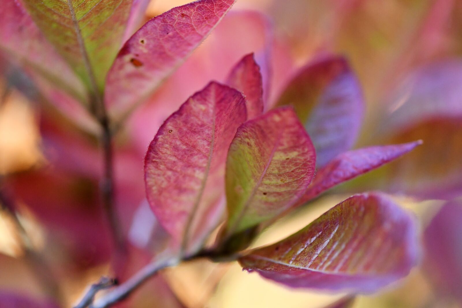 Nikon D500 sample photo. Leaves, plant, colorful photography