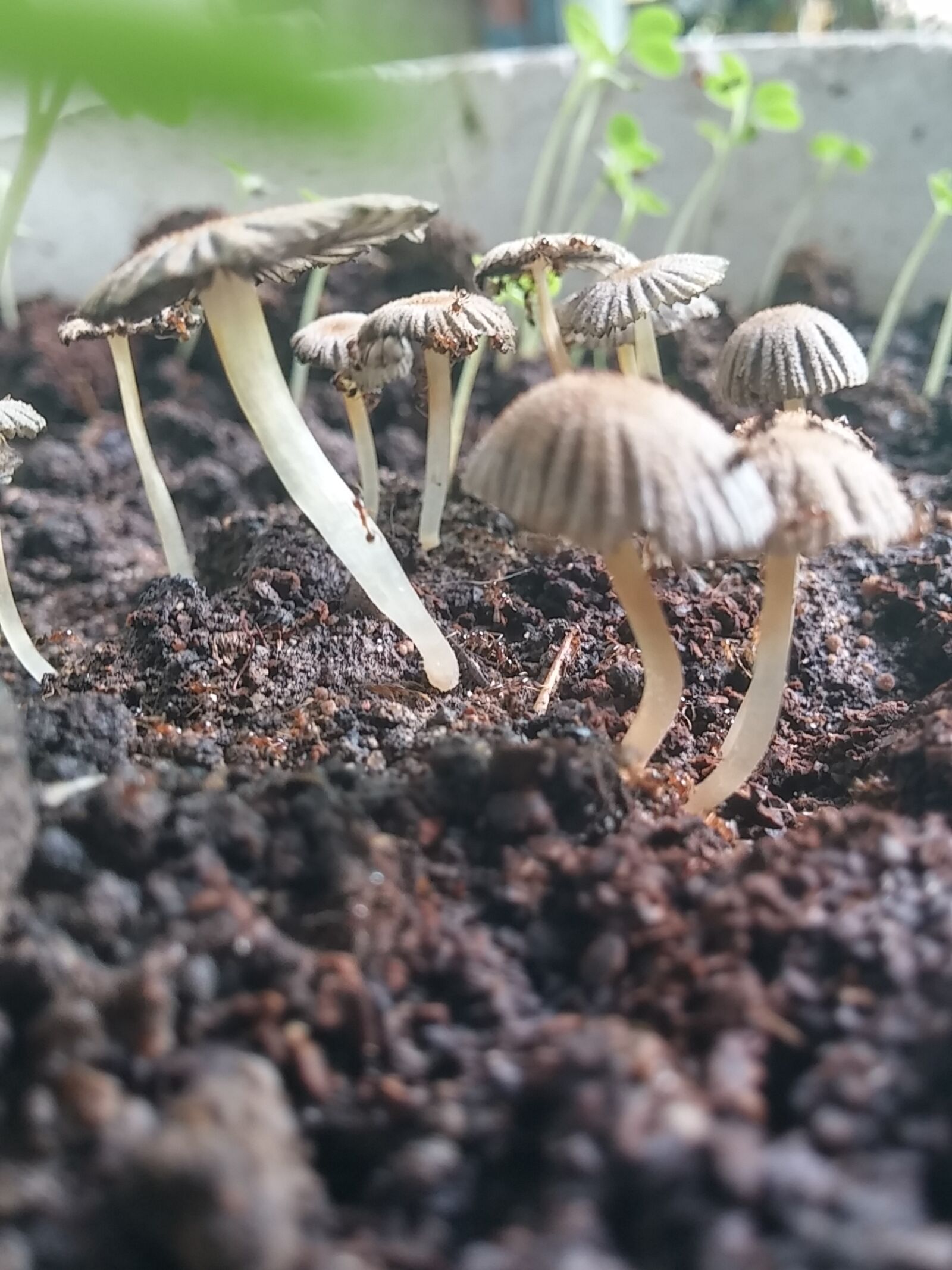 LG G3 sample photo. Natural, nature photography