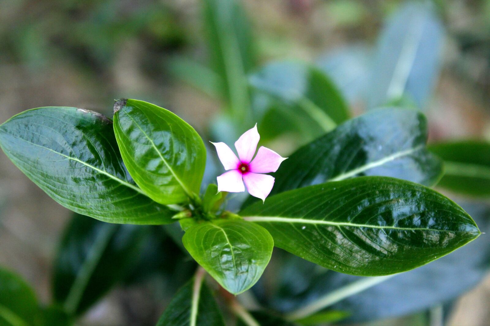 Canon EOS 550D (EOS Rebel T2i / EOS Kiss X4) sample photo. Little, flower, pink photography