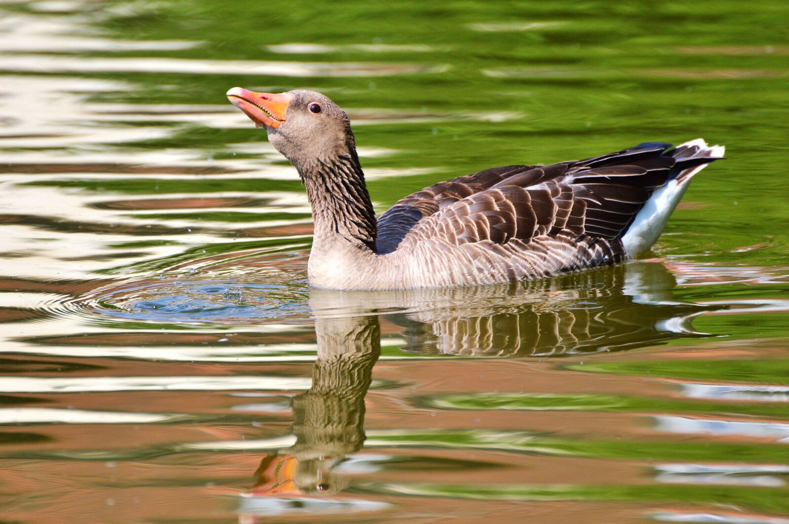 Nikon D3200 sample photo. Wild goose, goose, bird photography