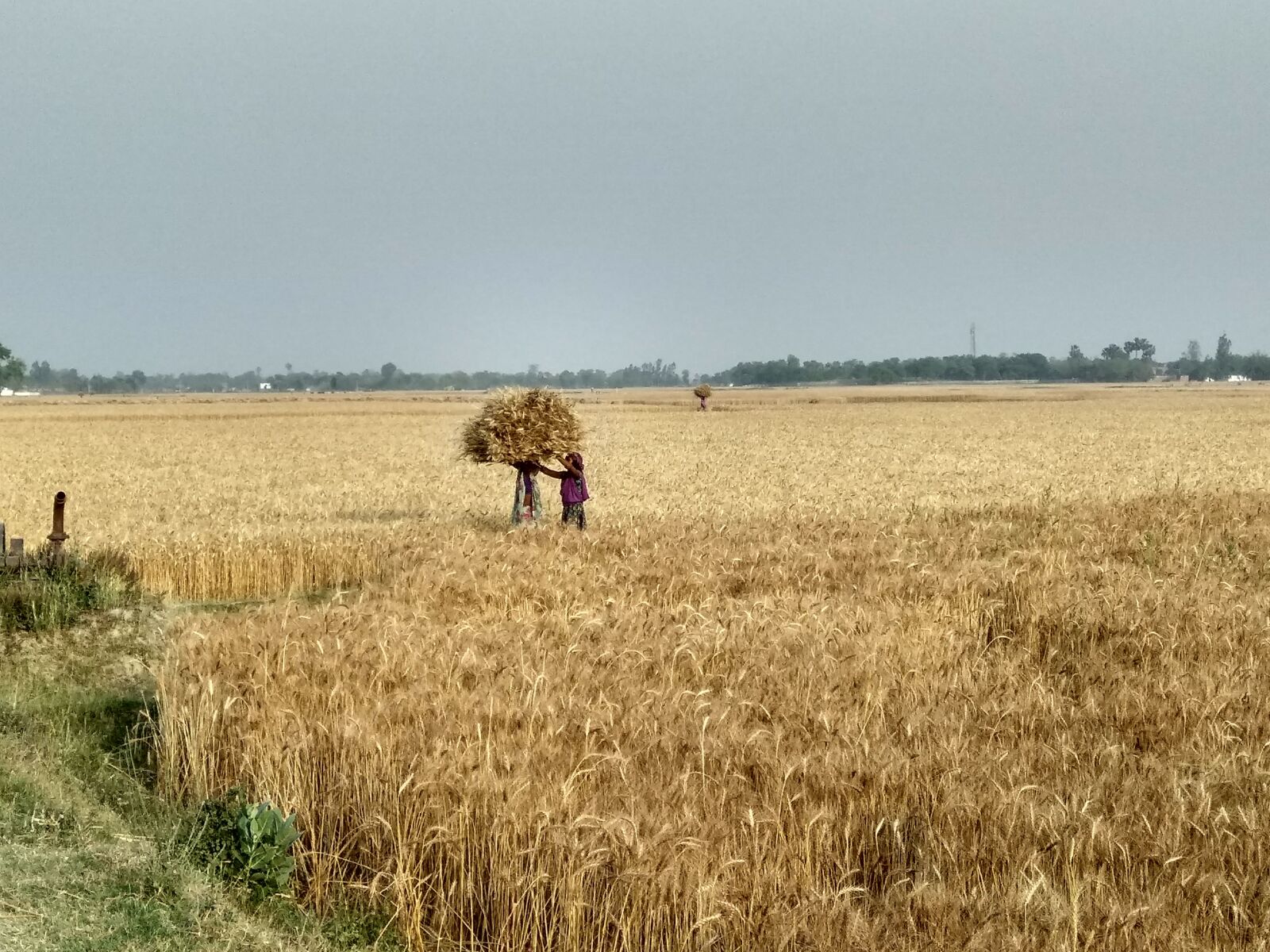 Xiaomi Redmi Note 4 sample photo. Field, nature, wheat photography